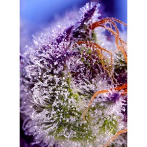 Diablo’s Delight XL Auto. Photo 2